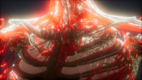 3D-gerenderte,-Medizinisch-Genaue-Animation-Von-Herz-Und-Blutgefäßen